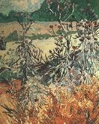 Thistles (nn04), Vincent Van Gogh